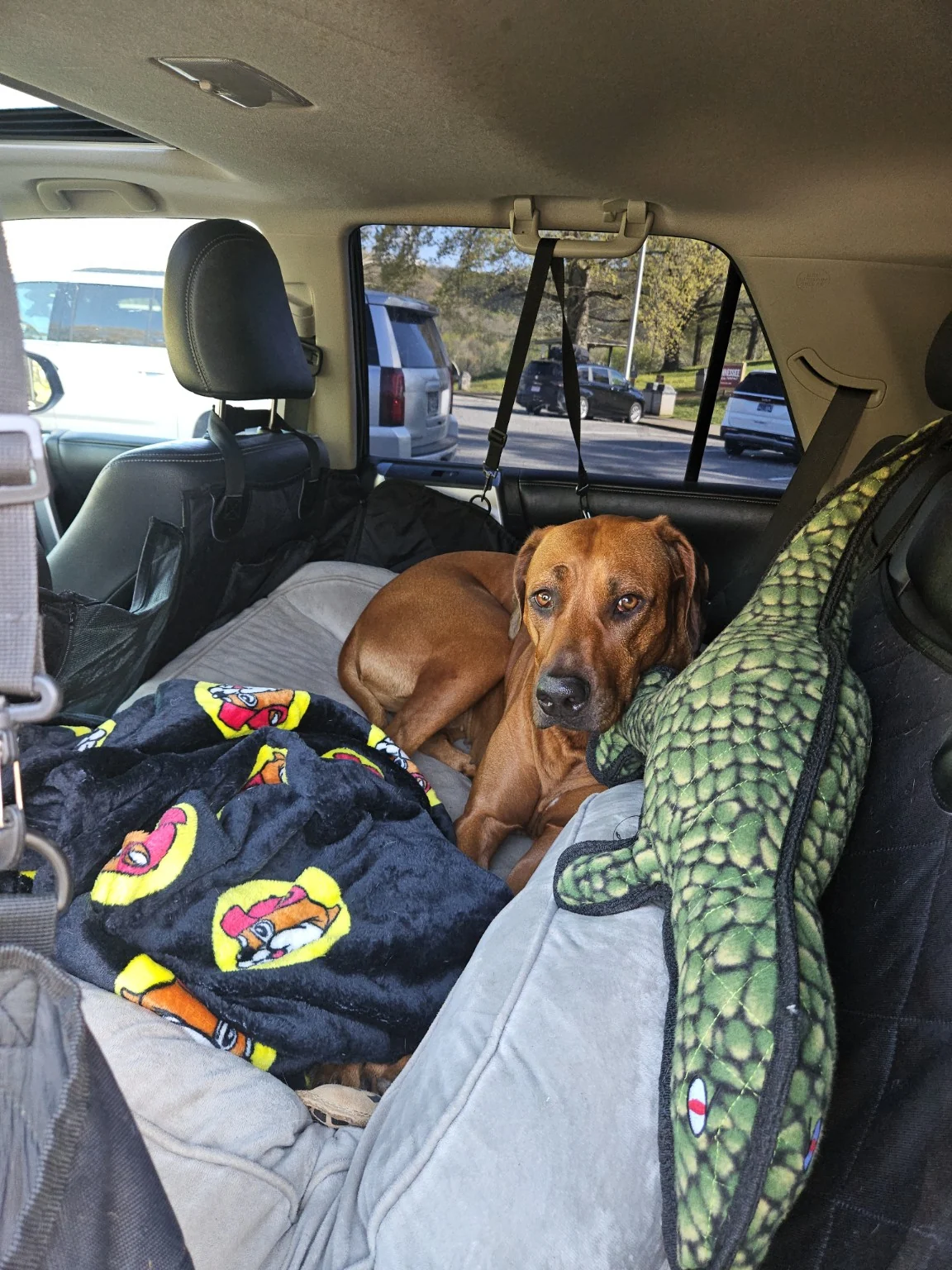 Arwen resting in the back seat beside a Buc-ee’s blanket and a large alligator toy