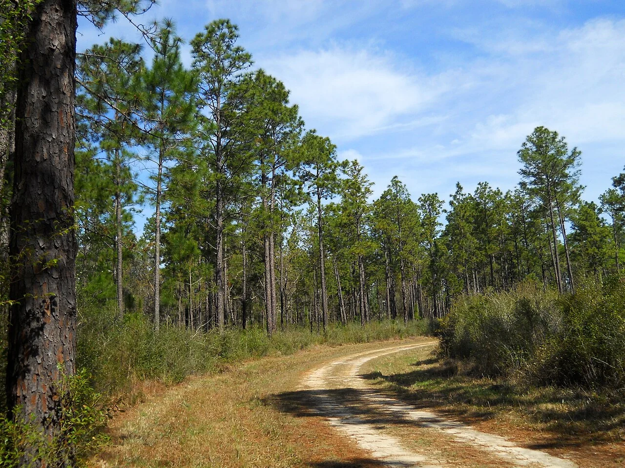 A sandy road winding through tall pine trees in De Soto National Forest