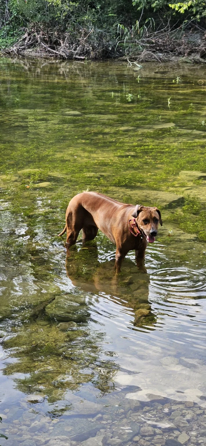 Arwen standing in a clear shallow creek