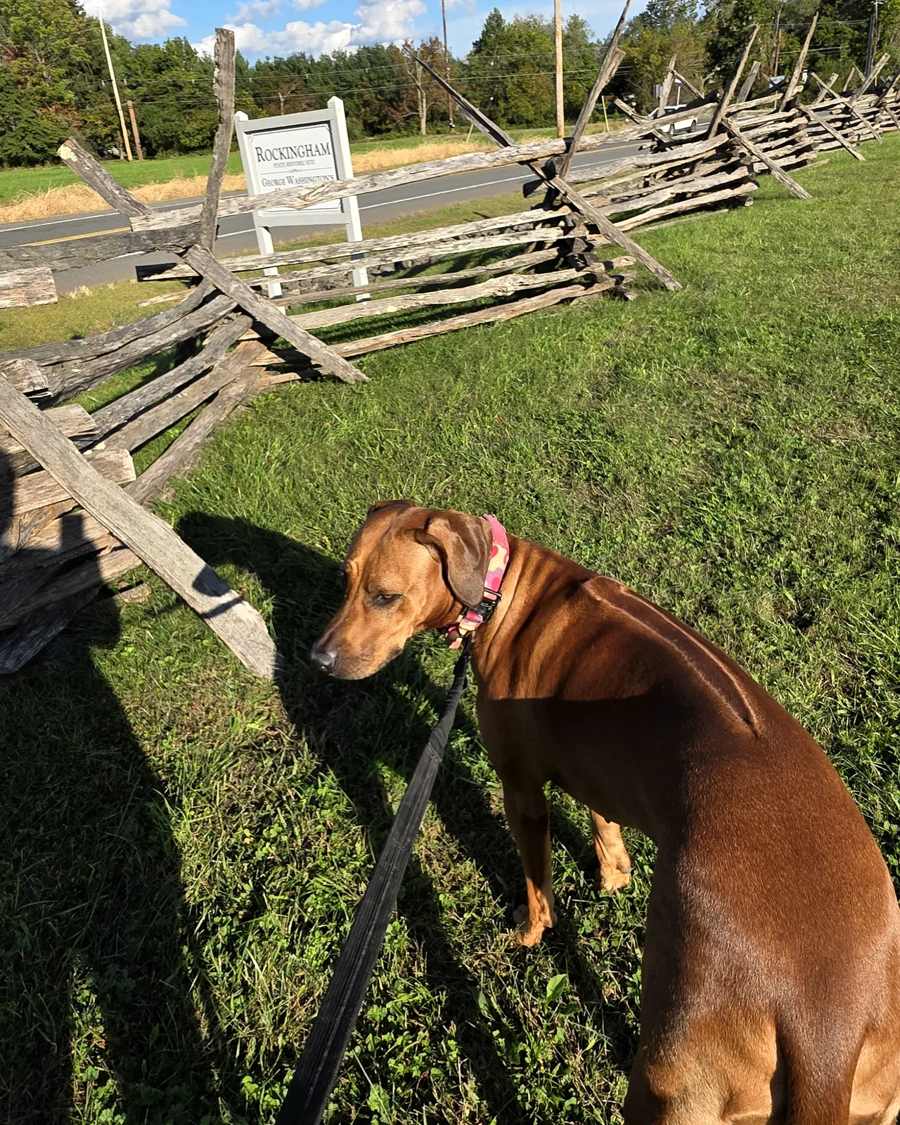 Arwen looking back along a long split-rail fence at Rockingham, with the site sign in the distance