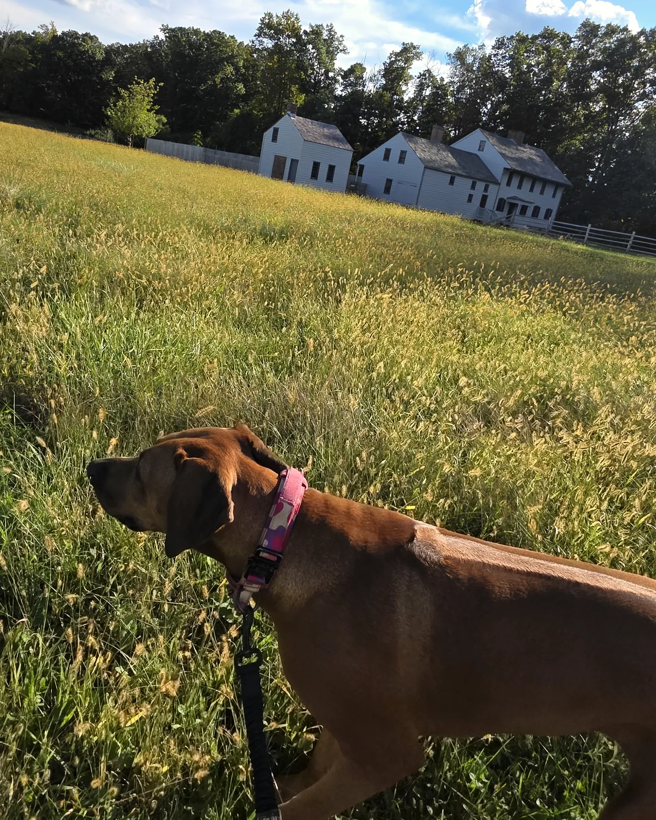 Arwen in a pink collar in a grassy field, with the white Rockingham houses in the distance